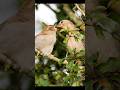 Sparrow Momma Feeding Her Baby Birds