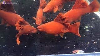 Phòng bệnh cho cá cảnh trong mùa đông như thế nào ?