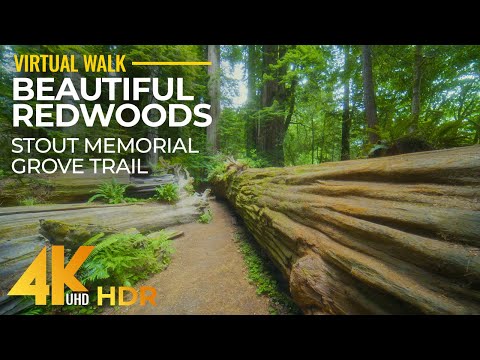 Stout Memorial Grove Trail in 4K HDR - Forest Walk through the Redwoods - Part 1