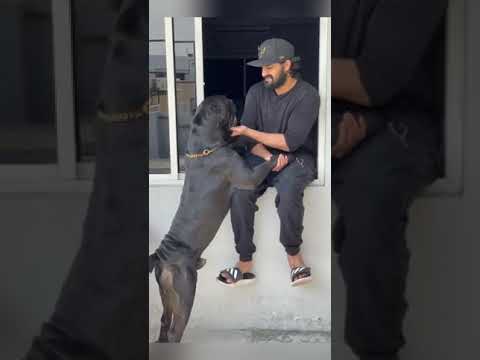 One Year For #Boo | #ShauryasBoo | NagaShaurya | #oneyearofpurestlove