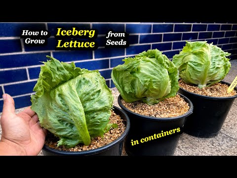 Easy Growing SWEET & CRUNCHY Iceberg Lettuce from Seed to Harvest - Step by Step in Containers