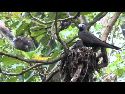 Bringing Back the Birds