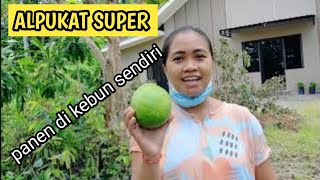 Download lagu MARIA PUNJUNG PANEN ALPUKAT mp3 Download lagu MARIA PUNJUNG PANEN ALPUKAT mp3