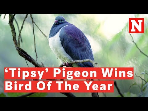 download lagu mp3 mp4 Nz Bird Of The Year, download lagu Nz Bird Of The Year gratis, unduh video klip Nz Bird Of The Year