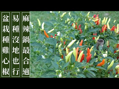 小辣椒盆栽
