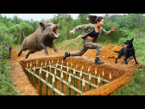 Tense Moment - The Ferocious Wild Boar – Suddenly Trapped by a Primitive Snare