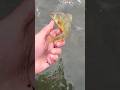 Video Thumbnail for Catch and Release..Slippery perch #shorts #fishing #perch