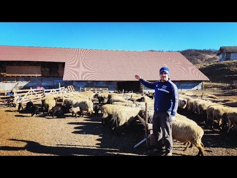 PREZENTARE FERMA MILITARU FERMIERUL ADRIAN PRIMA PARTE