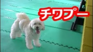 オバＱとチワプー（チワワ×プードル）