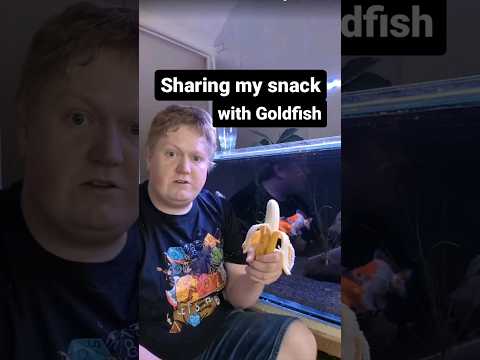 Feeding my Goldfish a banana #aquarium #animals #shorts @lukesgoldies