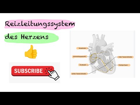 Reizleitungssystem des Herzens#pflegeausbildung #nursing #krankenpflege #krankenschwester