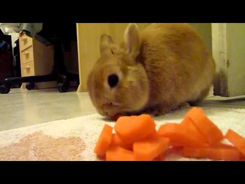 download lagu mp3 mp4 Lapin Carotte, download lagu Lapin Carotte gratis, unduh video klip Lapin Carotte