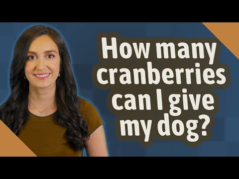 How many cranberries can I give my dog?
