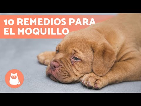 Part of a video titled 10 REMEDIOS CASEROS para el MOQUILLO en PERROS - YouTube