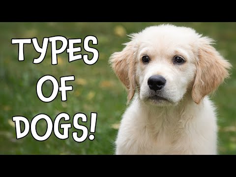 Types of Dogs! Learning Dog Breeds for Kids