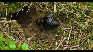 Download lagu suara jangkrik kawin memanggil pasangannya mp3