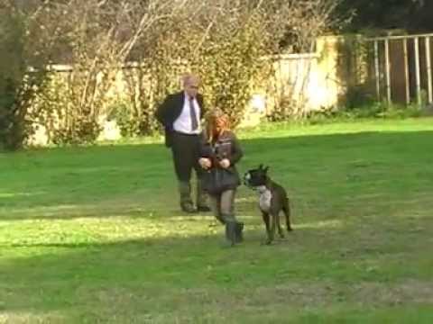 ZTP BOXER AXEL MOSE'