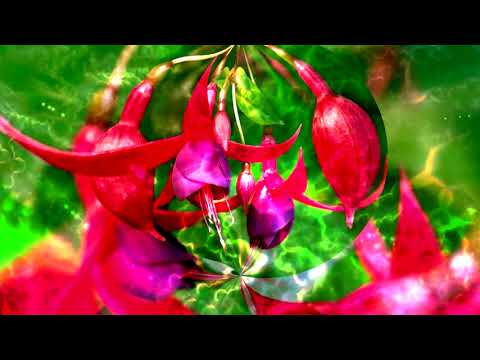 Pete Ardron - Red Fuschia Interlude (Butterfly Tree Album)
