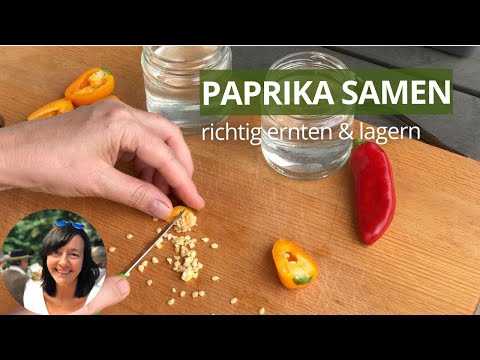 Paprika Samen richtig ernten und lagern