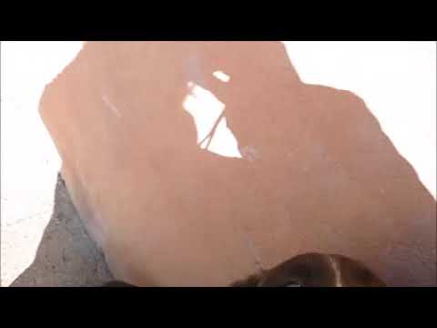 Welpen Capriccio und Constantin 11Jan2020