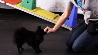 How to Teach a Pomeranian Tricks | Dog Tricks