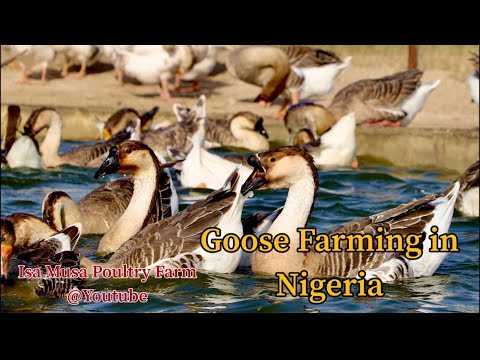 , title : 'Goose Farm | Advantage of Goose Farming | Goose Egg Laying Period | Goose Breeds | Feeding the Goose'