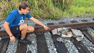 NEWBORN KITTENS FOUND ABANDONED ON TRAIN-TRACKS ! 