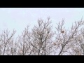 Tom Waits, Last Leaf