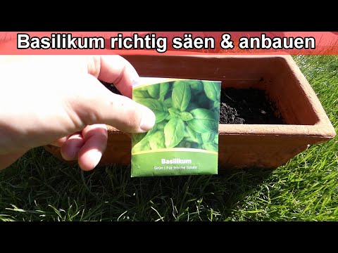 Basilikum säen Anleitung / Basilikum  im Haus & Draußen ziehen / Basilikum selber anbauen - züchten