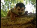 GoPro Camera Catches Funny Monkeys Close Up Wild In Costa Rica