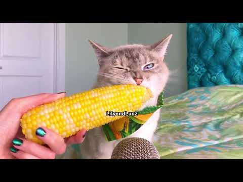 ASMR - CAT EATS CORN