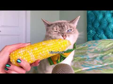 ASMR - CAT EATS CORN - YouTube