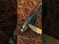 Cara Sederhana Membelah Ubi Bakar Yang Memuaskan Shorts