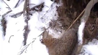 Download Lagu TRAPPING 2015-16 Episode 6: BOBCATS, GREY FOX, and OPPOSSUM! BOBCAT in a 220 !!! Thumbnail
