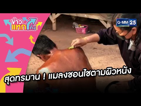 Japan Jav Porn #70122 (dlTBmZFEJaU) Thumbnail