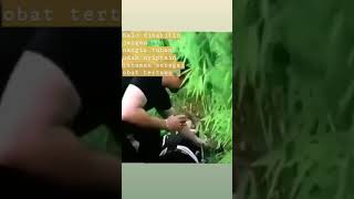 Download lagu Efek ganja mp3