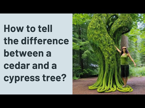 スギとヒノキの違いはどうやって見分けるのでしょうか？