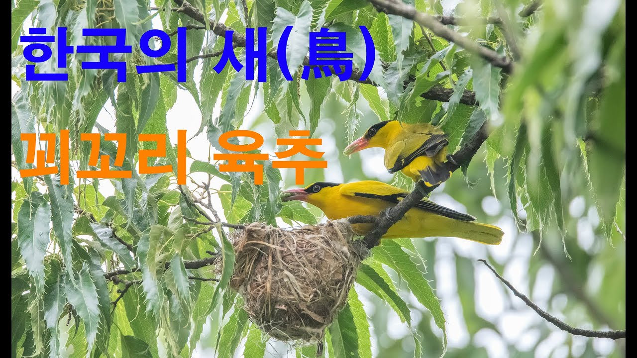 꾀꼬리 육추 유튜브 썸네일