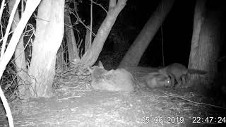 Impostor babysitting his cubs