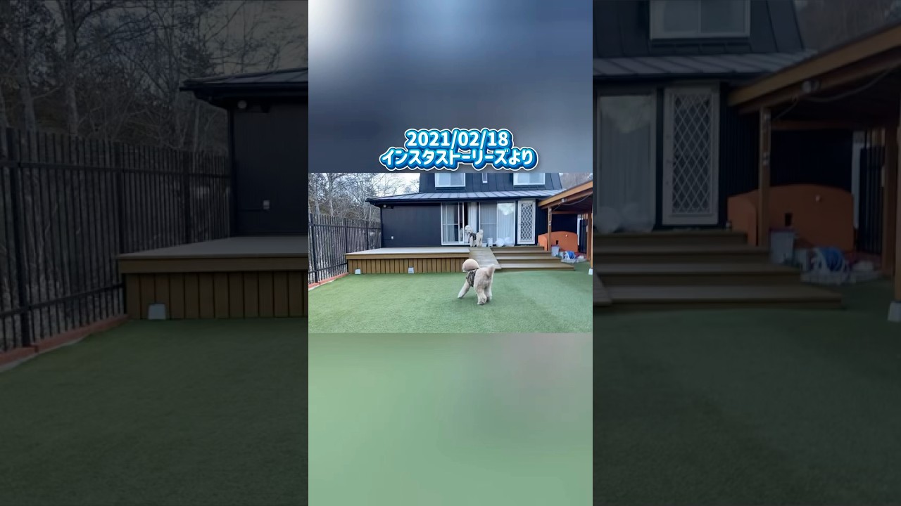 【過去のストーリーより】#愛犬#大型犬#プードル