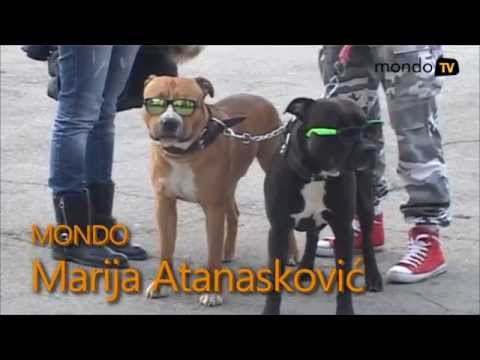 Pitbulovi sa naočarima! | Mondo TV