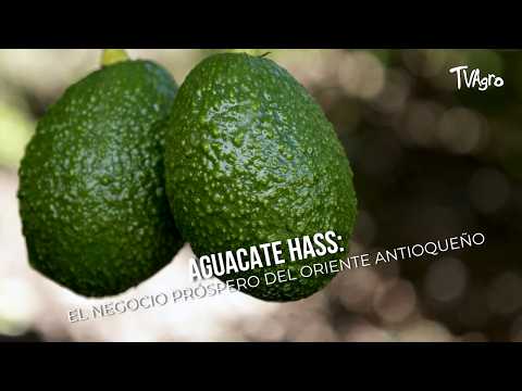 Aguacate Hass: El negocio próspero del Oriente Antioqueño - TvAgro por Juan Gonzalo Angel