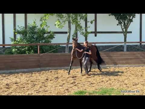 filly Total Rose by Toto Jr - For Romance l, 2025 y.o., Oldenburg, for dressage 