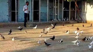 Turkanli Qasimin Goyercinlerinin Yay uçuşu 30072024 bakigoyercinleri Бакинскиеголуби2024