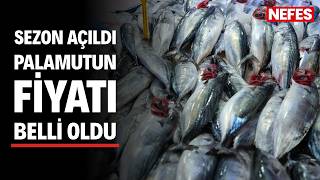 Karadeniz’de sezon palamutla açıldı: Tanesi 150 TL