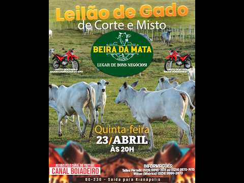 Beira da Mata Leilões - Uruana GO - Leilão de Gado de Corte em Goiás @canal.boiadeiro #live #gado
