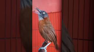 Download lagu tepus kepala abu gacor nembak#masteran #masteranburung mp3