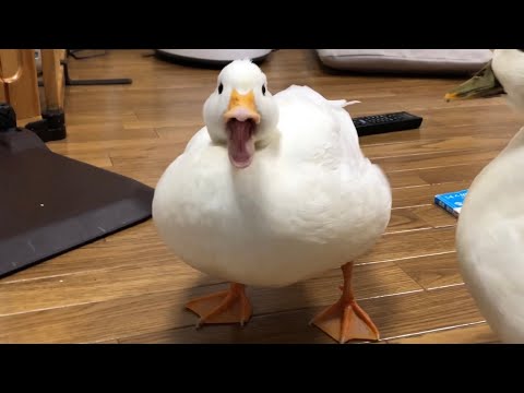, title : 'Our Pet White Call Duck Quacking, Quacking!'