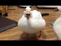 Our Pet White Call Duck Quacking Quacking