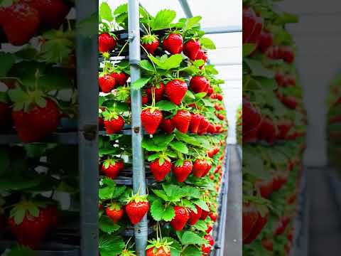 technique for growing strawberries hydroponically in a greenhouse #farming #agriculture #shorts